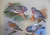 Archibald Thorburn A Wood Pigeon A Stock Dove A Turtle Dove A Rock Pigeon painting